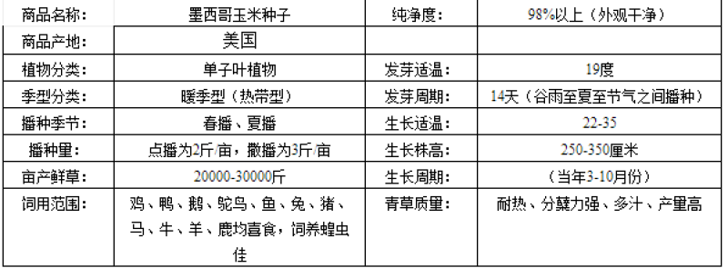 墨西哥玉米草种子四季常青优质阔叶高产营养汁多适口性好