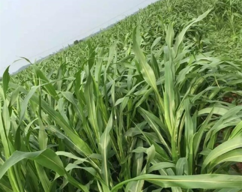 墨西哥玉米草种子四季常青优质阔叶高产营养汁多适口性好