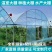 种植大棚养殖大棚水产大棚温室大棚联动大棚玻璃温室
