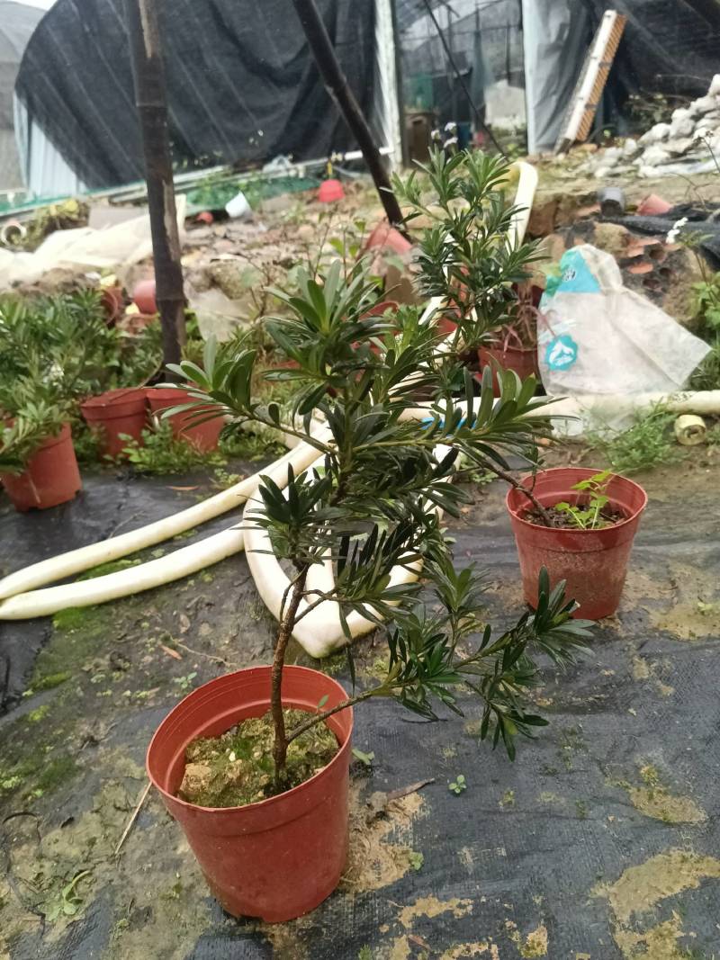 小叶罗汉松，贵妃罗汉松