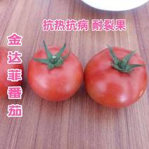 露地抗病石头番茄种子较耐热较耐裂果金达菲硬果番茄