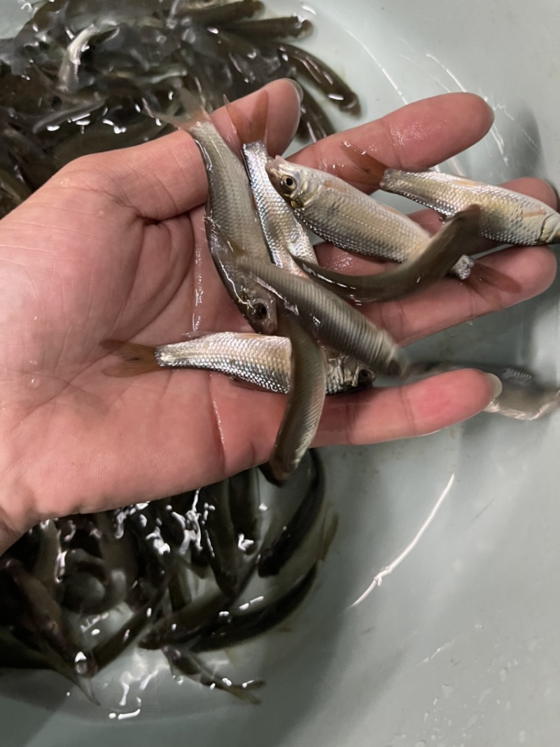 土鲮鱼苗，渔场直接，技术指导，量大免费送货上门