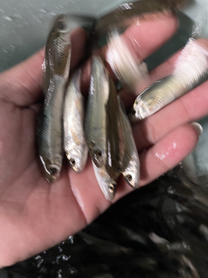土鲮鱼苗，渔场直接，技术指导，量大免费送货上门