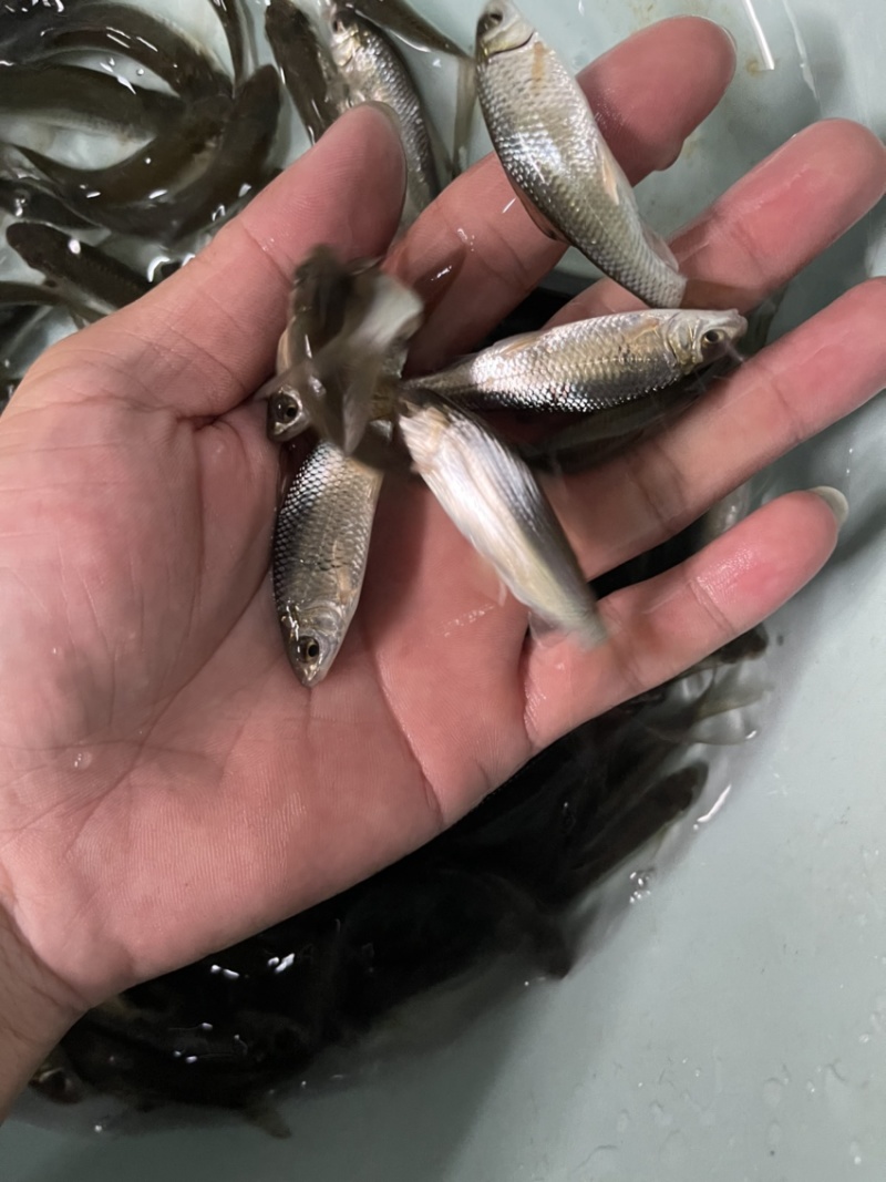 土鲮鱼苗，渔场直接，技术指导，量大免费送货上门