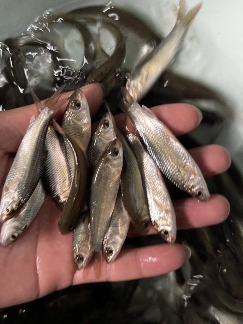 土鲮鱼苗，渔场直接，技术指导，量大免费送货上门