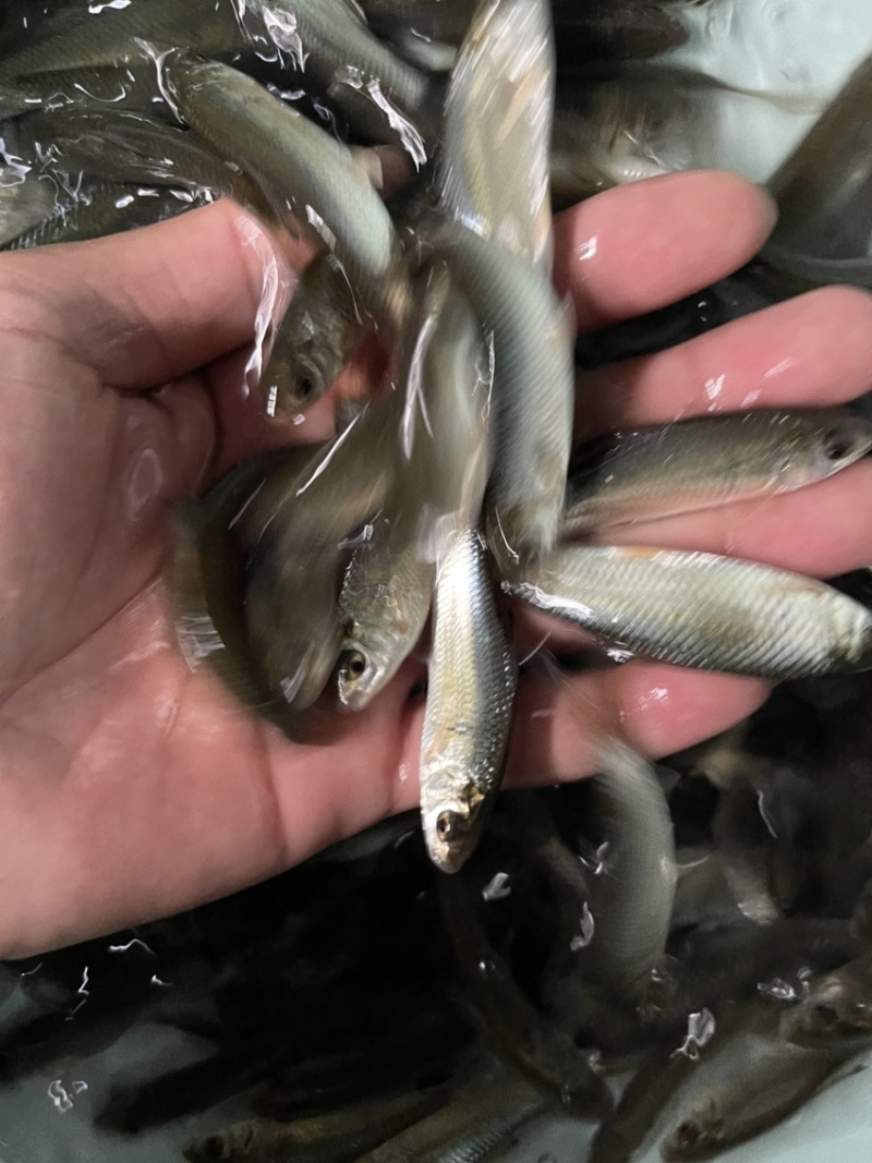 土鲮鱼苗，渔场直接，技术指导，量大免费送货上门