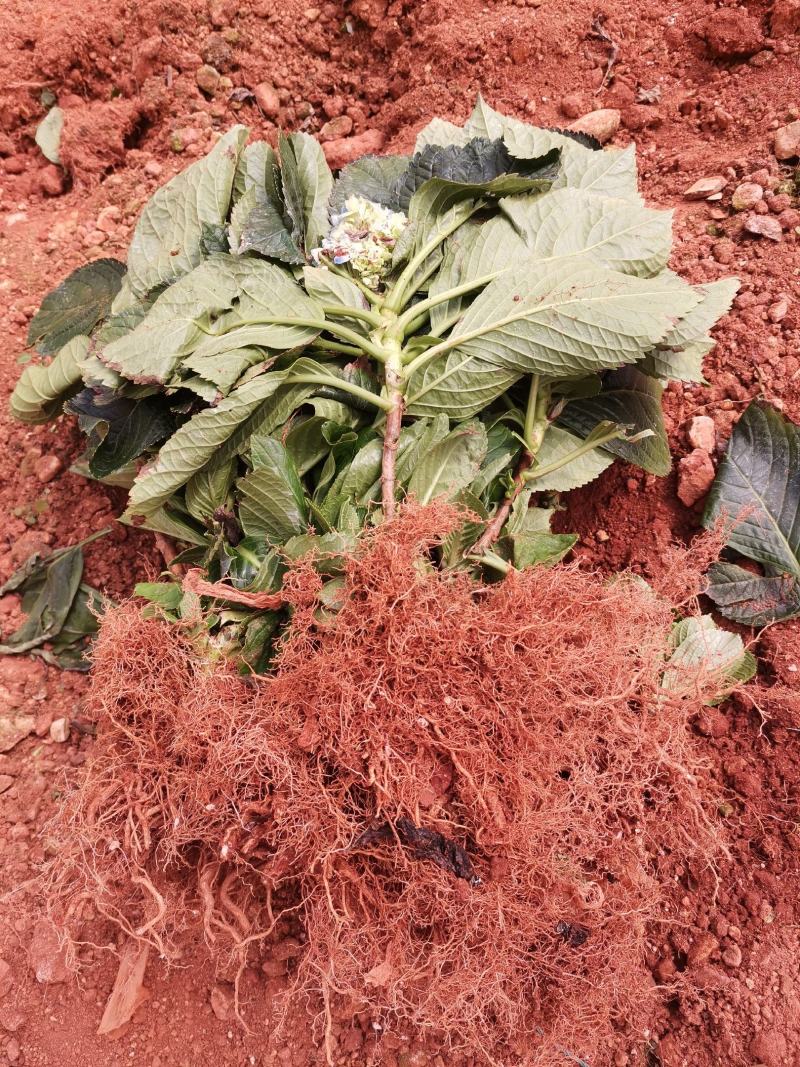 无尽夏绣球老桩绣球花苗基地直销城信经营质量保证大花花卉