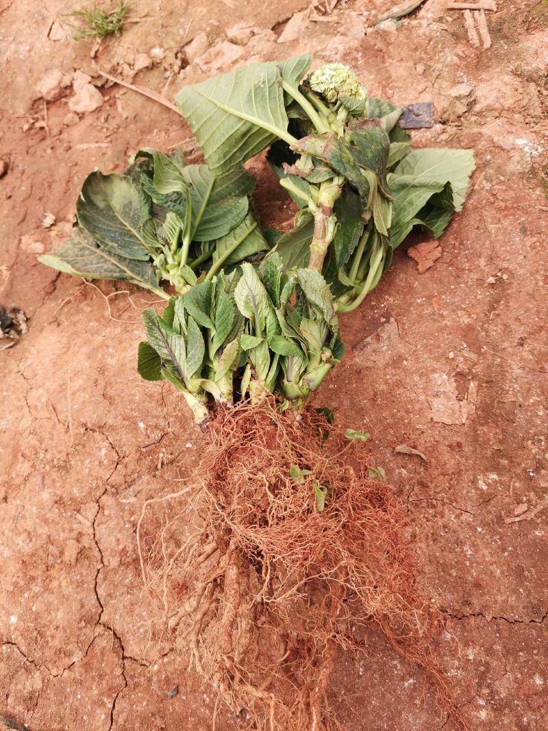 无尽夏绣球老桩绣球花苗基地直销城信经营质量保证大花花卉
