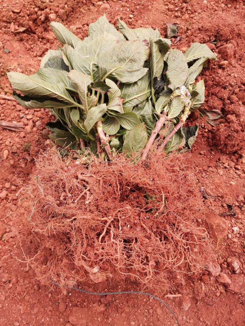 无尽夏绣球老桩绣球花苗基地直销城信经营质量保证大花花卉