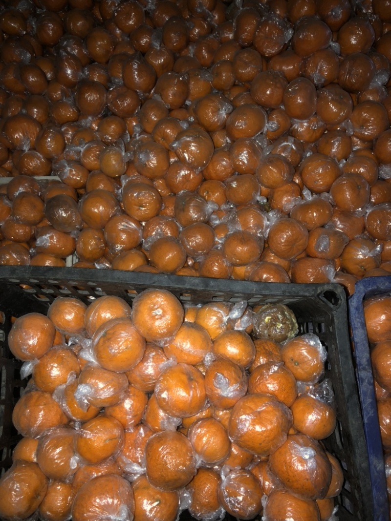 湖南省怀化市麻阳椪柑水果好吃不贵价格实惠质量保证