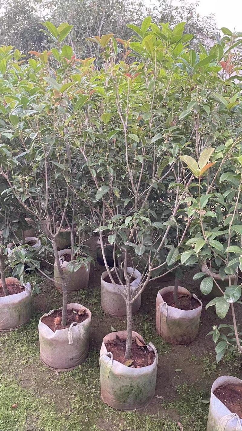 便宜处理桂花