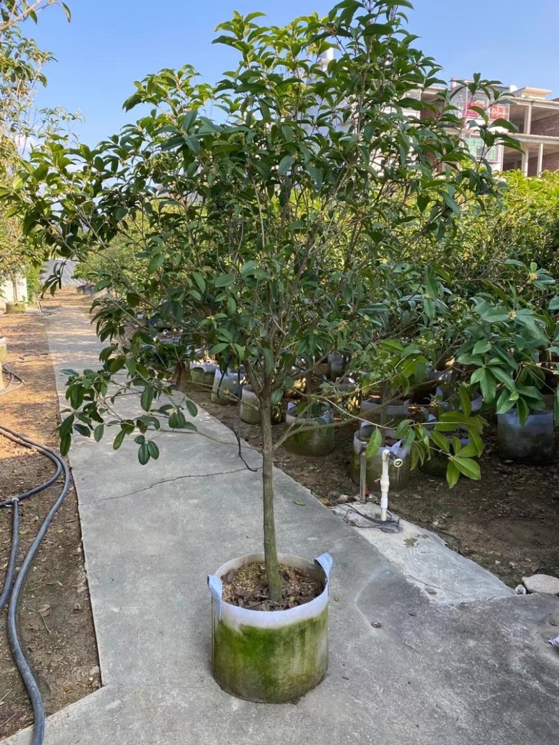 便宜处理桂花