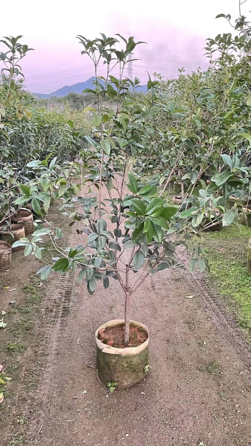 便宜处理桂花