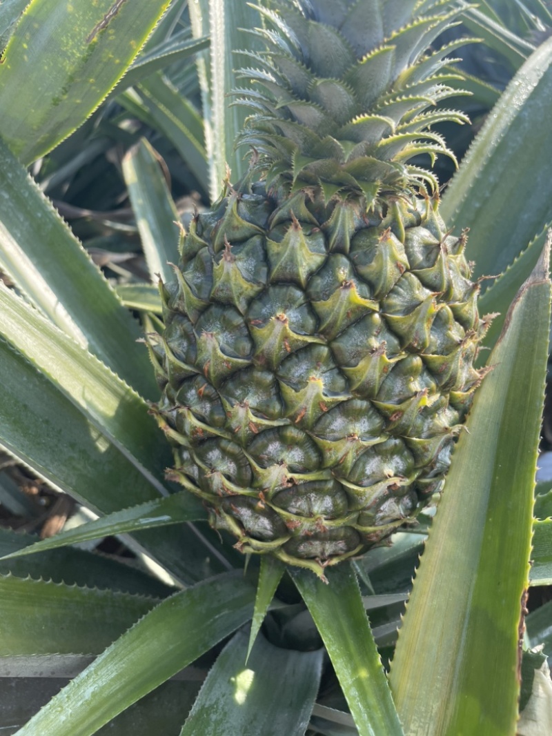 菠萝