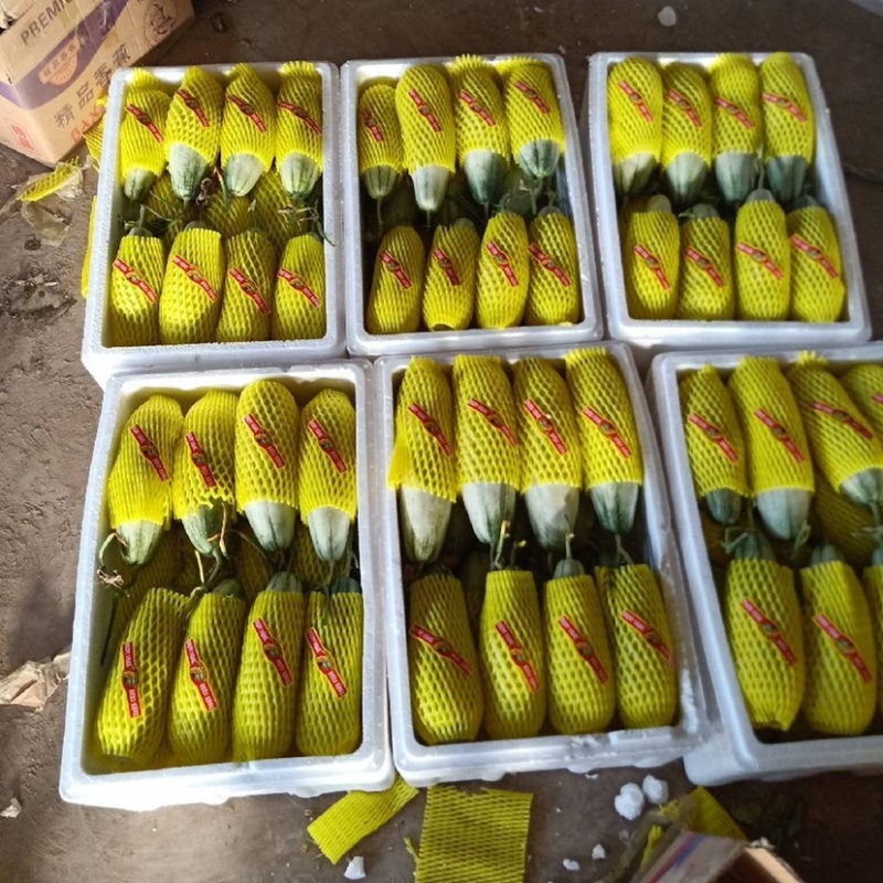 羊角蜜甜瓜，潍坊产地甜瓜，大量现货，不用等，人工包装齐全