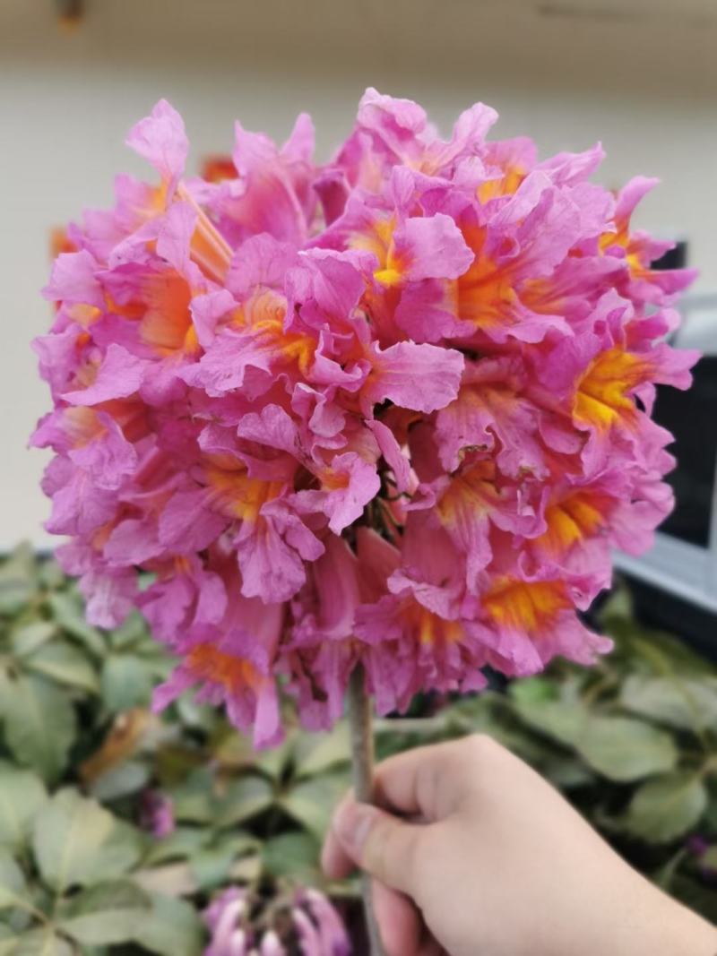紫花风铃木美植袋