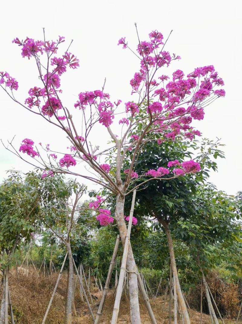 紫花风铃木美植袋