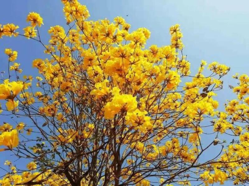 黄花多花风铃木黄花多花风铃木