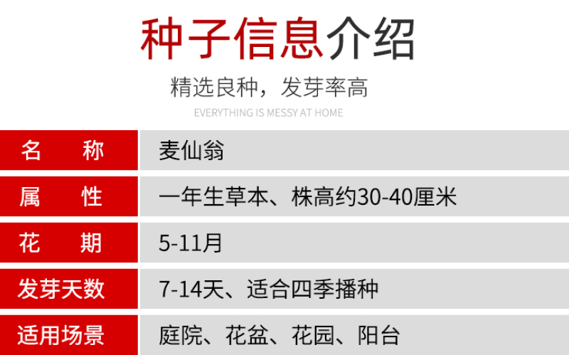麦仙翁种子耐旱花海麦毒草花期长麦仙翁花种子庭院室外四季开
