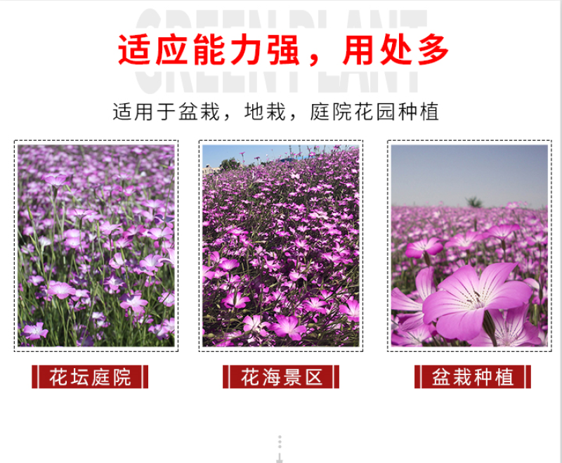 麦仙翁种子耐旱花海麦毒草花期长麦仙翁花种子庭院室外四季开