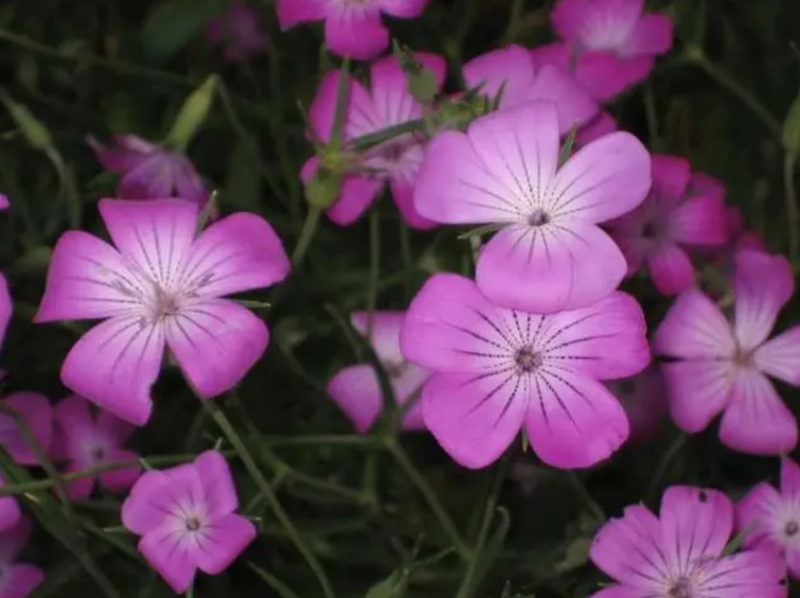 麦仙翁种子耐旱花海麦毒草花期长麦仙翁花种子庭院室外四季开