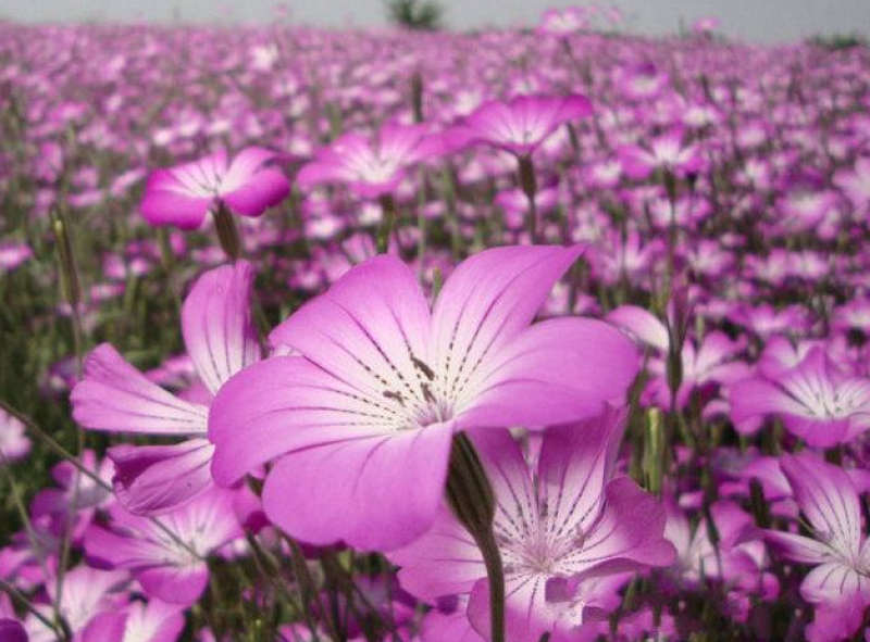 麦仙翁种子耐旱花海麦毒草花期长麦仙翁花种子庭院室外四季开