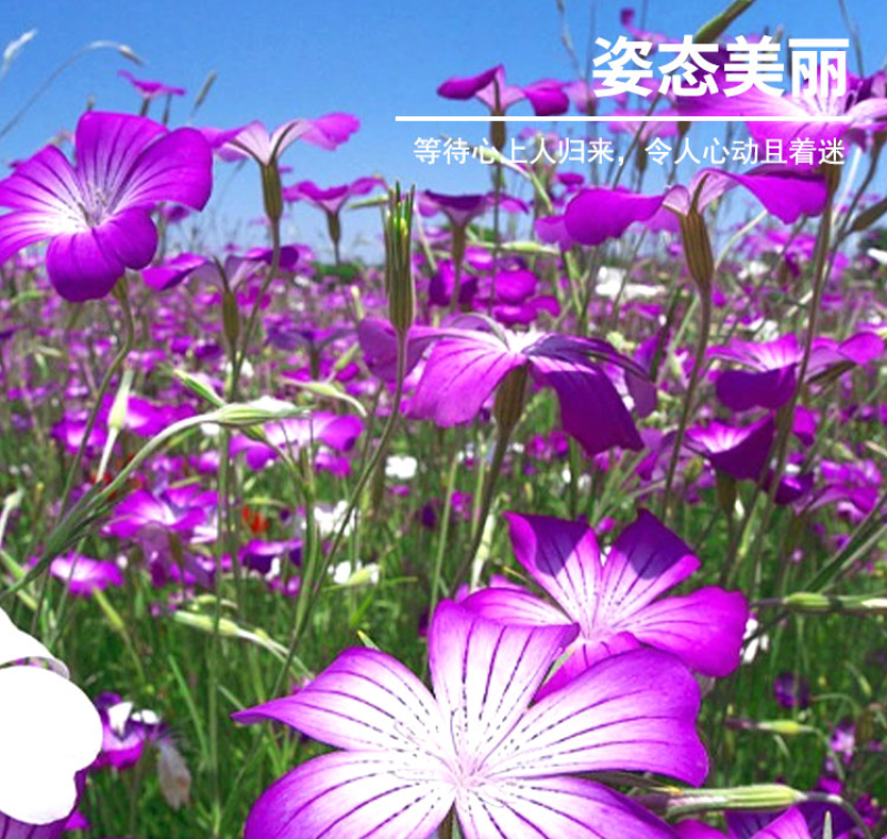 麦仙翁种子耐旱花海麦毒草花期长麦仙翁花种子庭院室外四季开