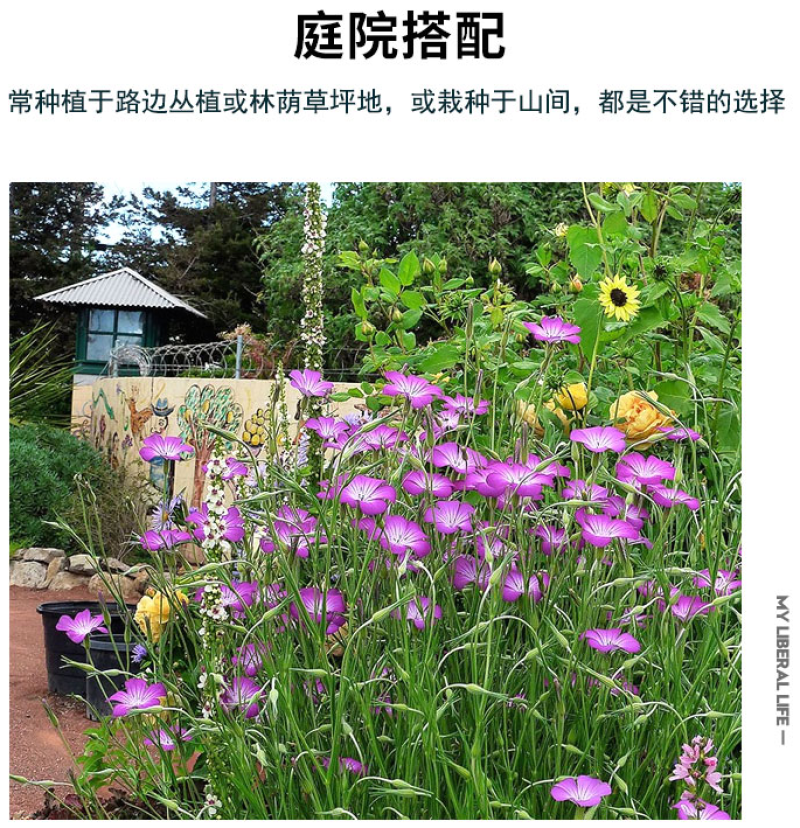 麦仙翁种子耐旱花海麦毒草花期长麦仙翁花种子庭院室外四季开