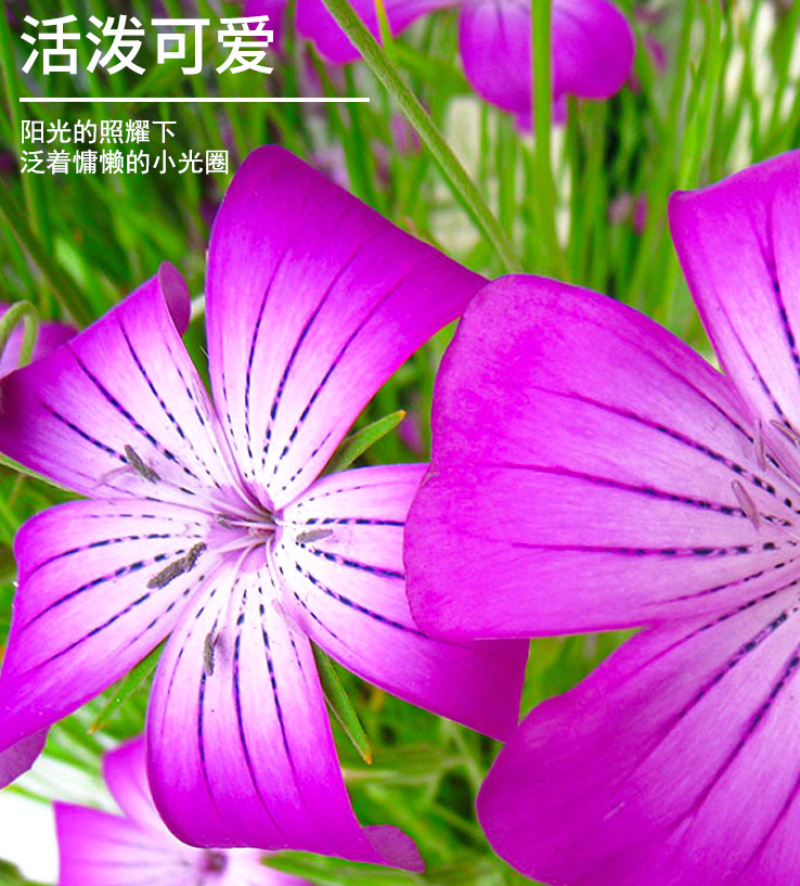 麦仙翁种子耐旱花海麦毒草花期长麦仙翁花种子庭院室外四季开