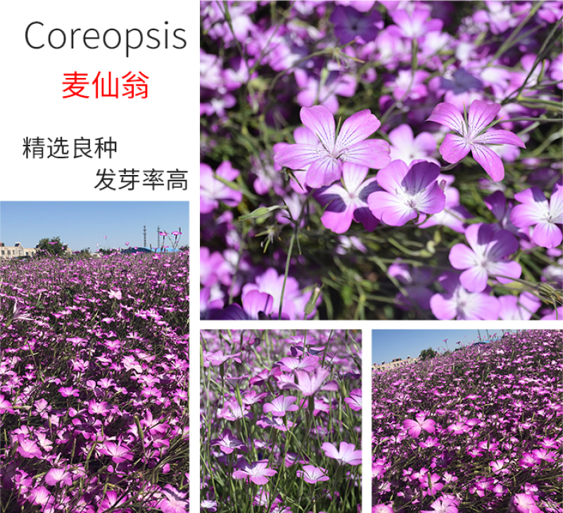麦仙翁种子耐旱花海麦毒草花期长麦仙翁花种子庭院室外四季开