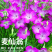 麦仙翁种子耐旱花海麦毒草花期长麦仙翁花种子庭院室外四季开