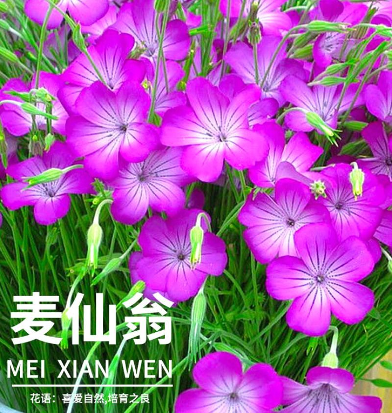 麦仙翁种子耐旱花海麦毒草花期长麦仙翁花种子庭院室外四季开