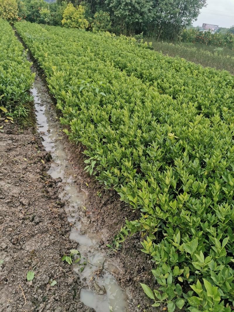 皇帝柑苗，正宗嫁接皇帝柑又名皇妃贡柑，果质饱满，水份充足