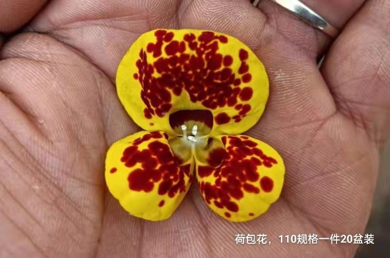 荷包花110#一箱20盆装，混色装，实物实拍图，基地直发