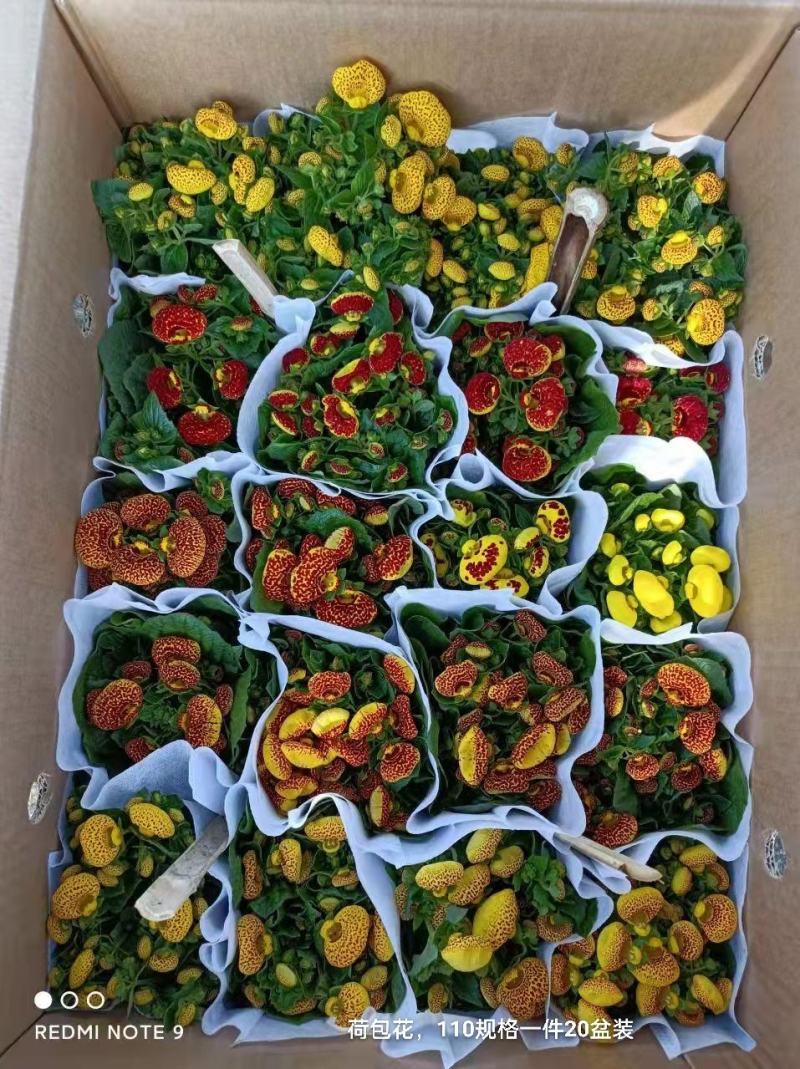 荷包花110#一箱20盆装，混色装，实物实拍图，基地直发