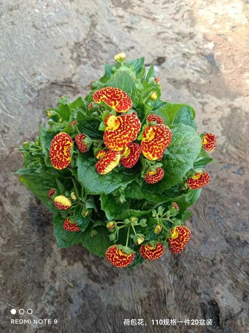 荷包花110#一箱20盆装，混色装，实物实拍图，基地直发