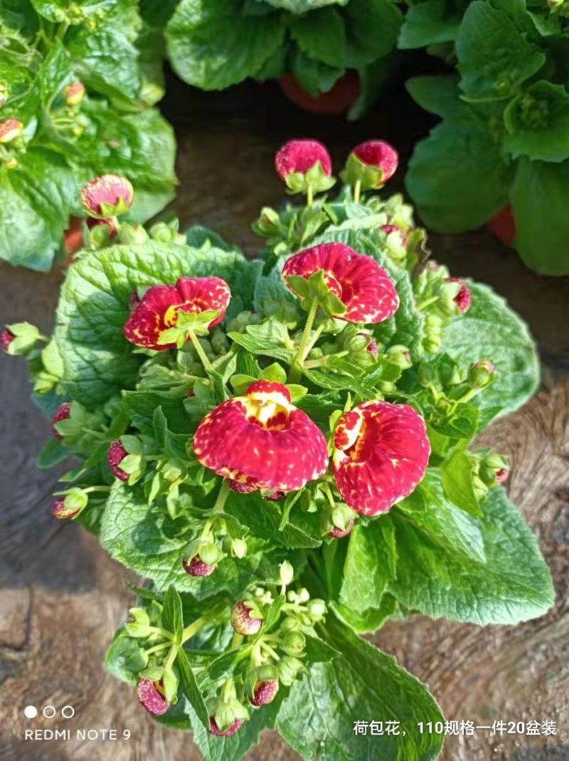 荷包花110#一箱20盆装，混色装，实物实拍图，基地直发