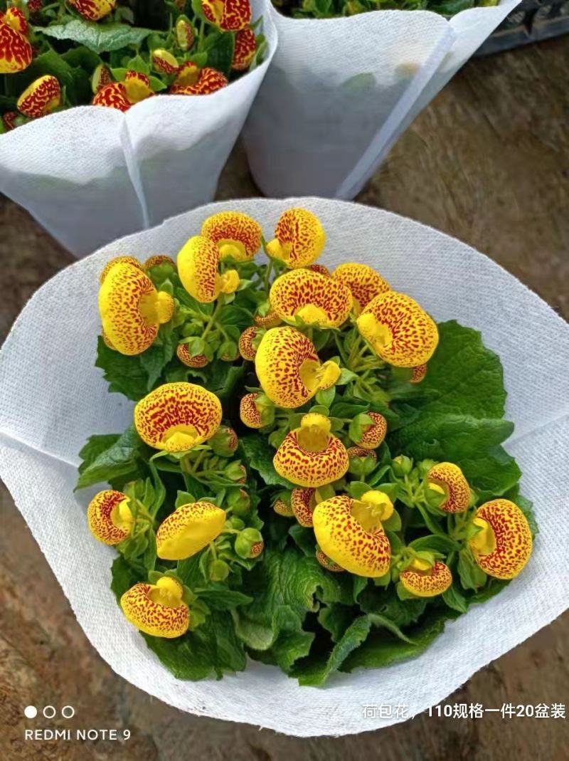 荷包花110#一箱20盆装，混色装，实物实拍图，基地直发