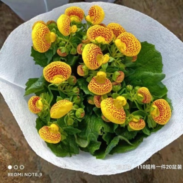 荷包花110#一箱20盆装,混色装,实物实拍图,基地直发