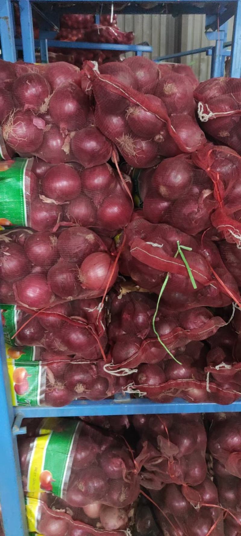 【红皮洋葱】金乡精品洋葱品种齐全供应电商食堂出口