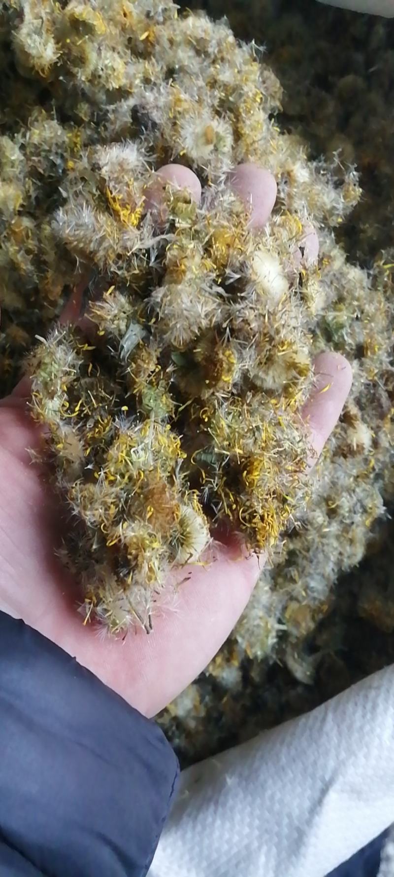 旋覆花干货无硫本品为农副产品不满意可退换货