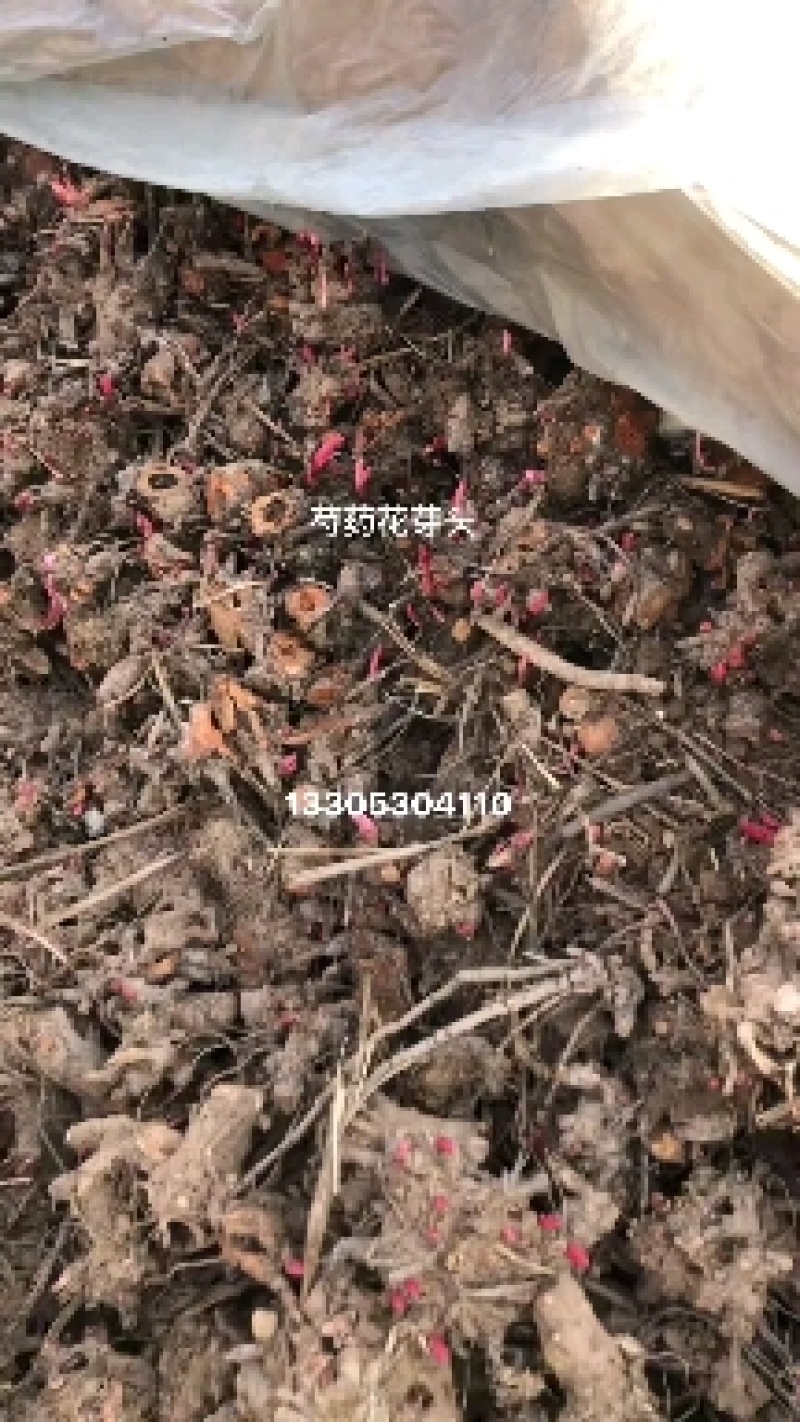 芍药花，各种重瓣芍药花，批发零售芽不活包赔，需要的联系我
