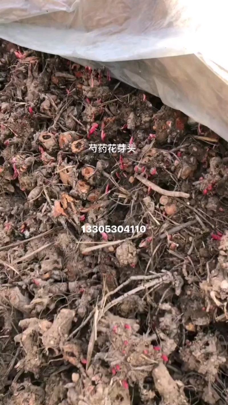 芍药花，各种重瓣芍药花，批发零售芽不活包赔，需要的联系我
