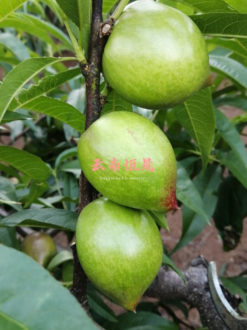 油桃青果。出口货。量大。持续周期长。价格便宜