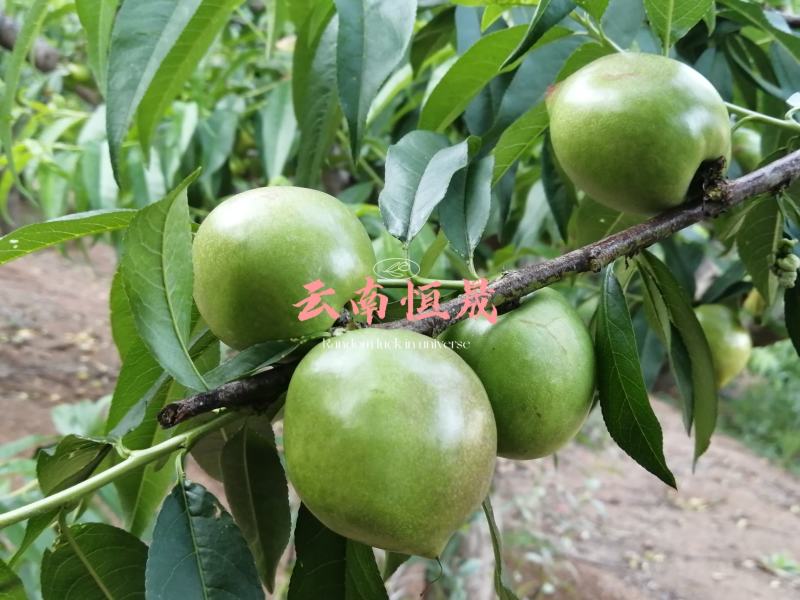 油桃青果。出口货。量大。持续周期长。价格便宜