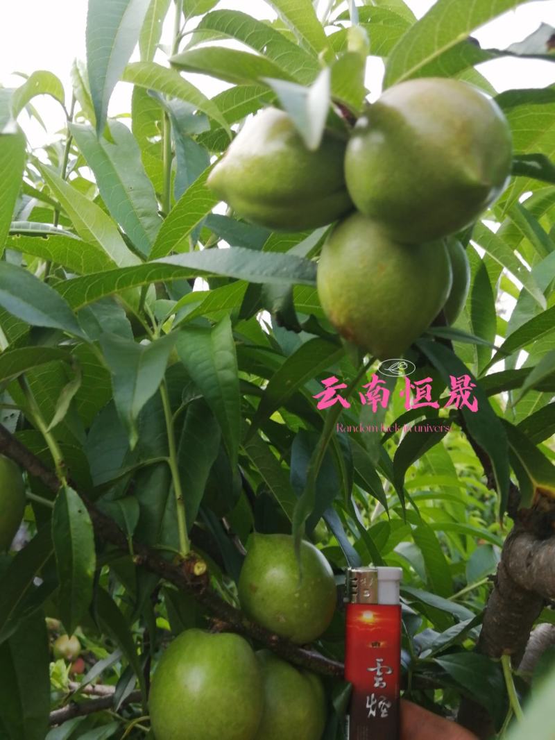 油桃青果。出口货。量大。持续周期长。价格便宜