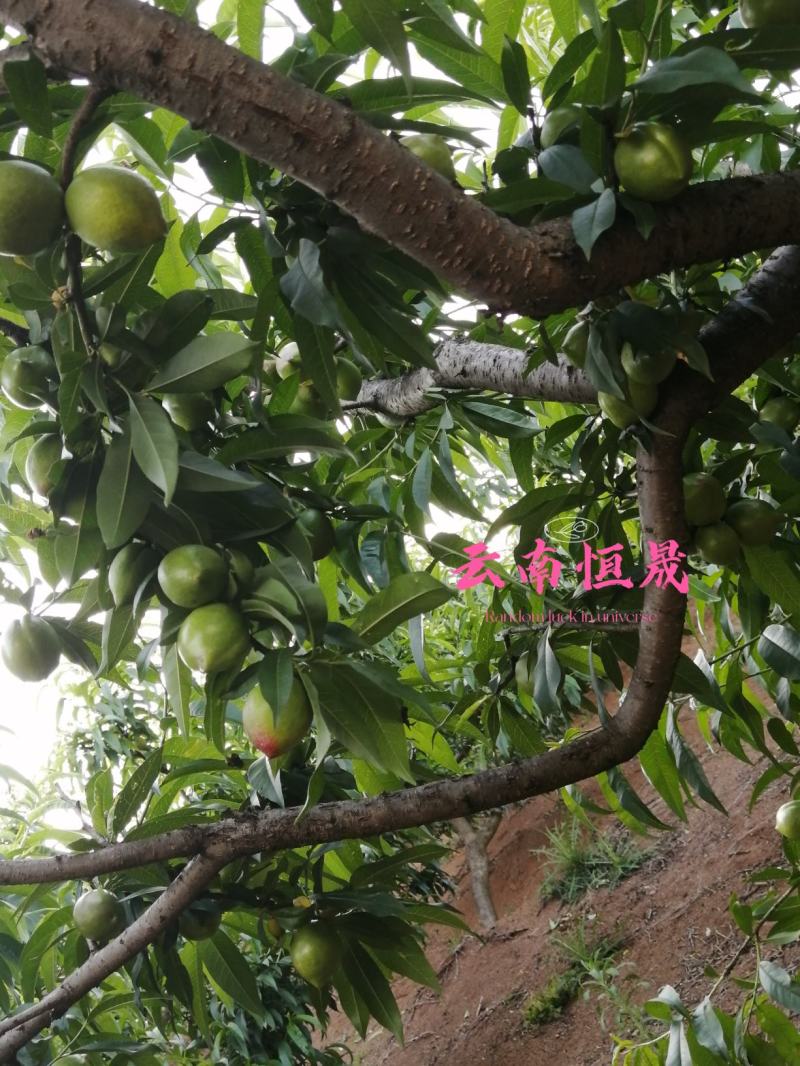 油桃青果。出口货。量大。持续周期长。价格便宜