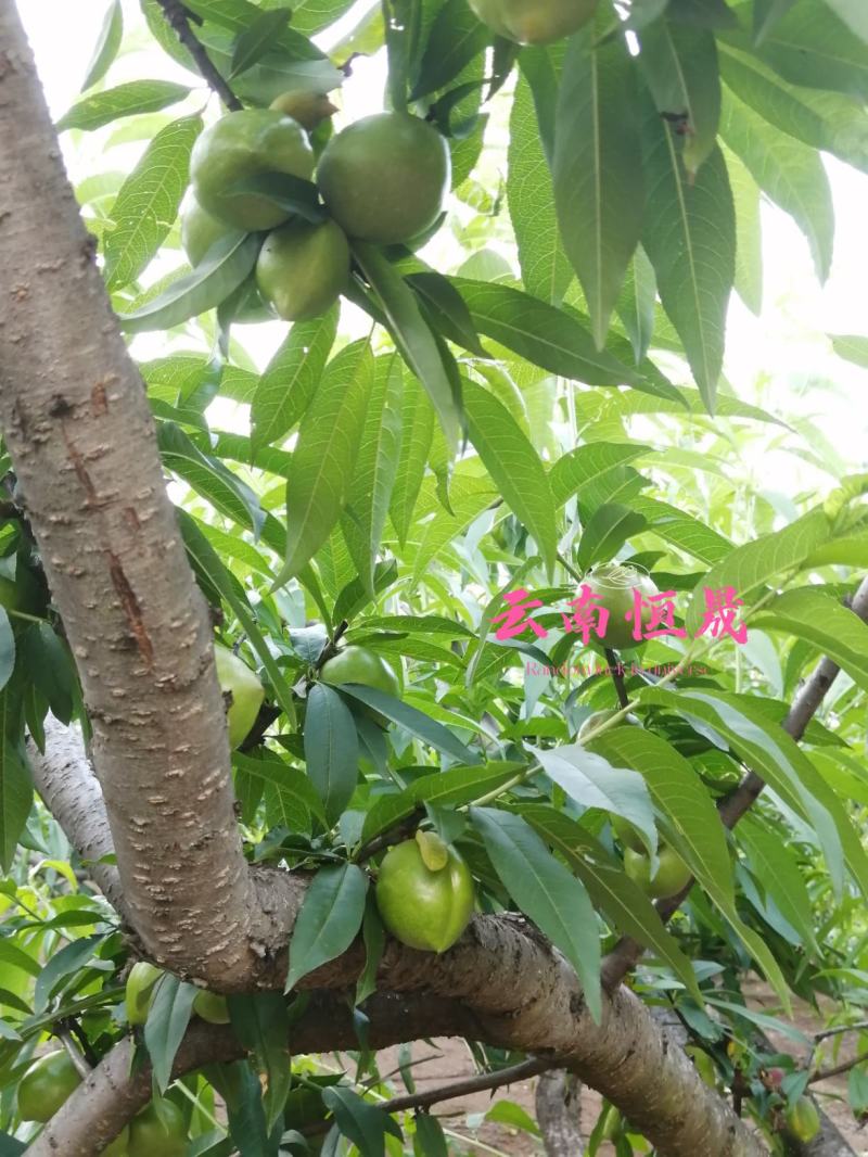 油桃青果。出口货。量大。持续周期长。价格便宜