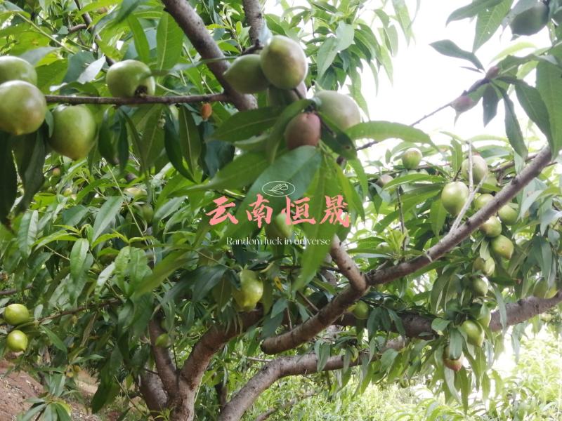 油桃青果。出口货。量大。持续周期长。价格便宜