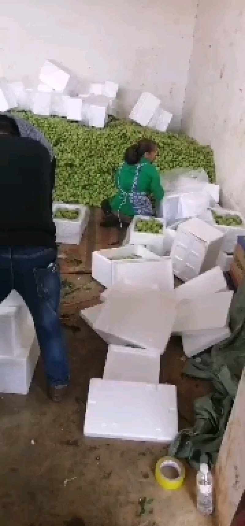 油桃青果。出口货。量大。持续周期长。价格便宜